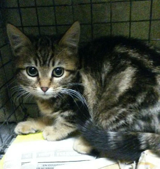 Chat montauban